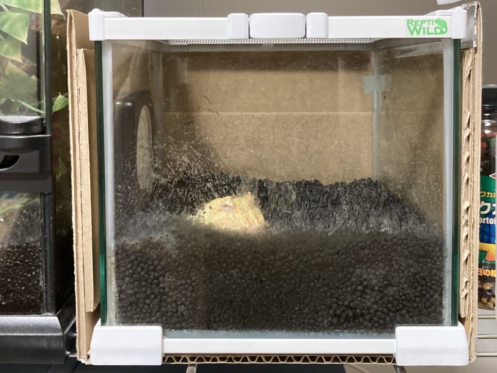 ケロちゃん飼育環境