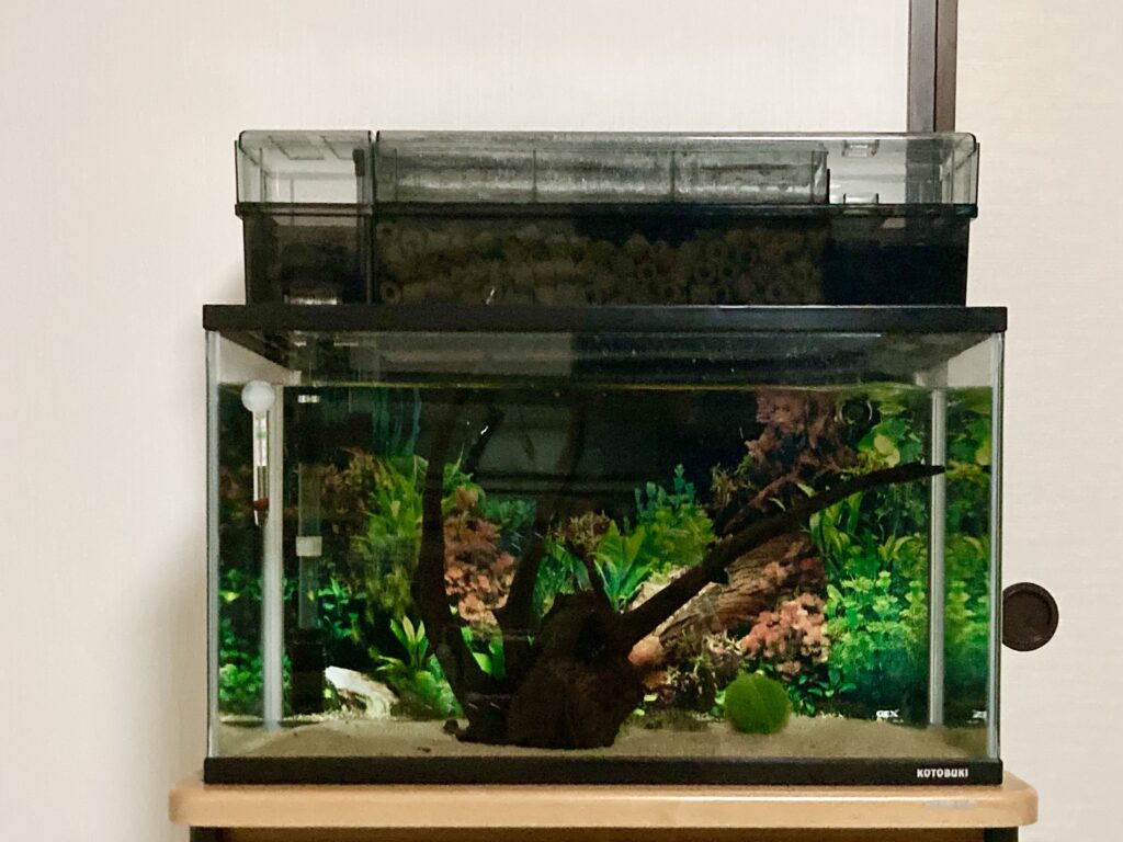 イモちゃん飼育環境