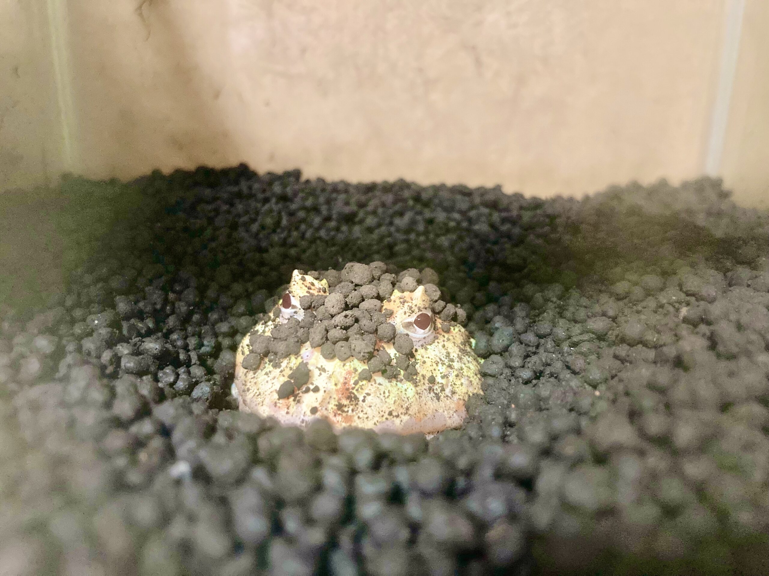 ケロちゃん20210621