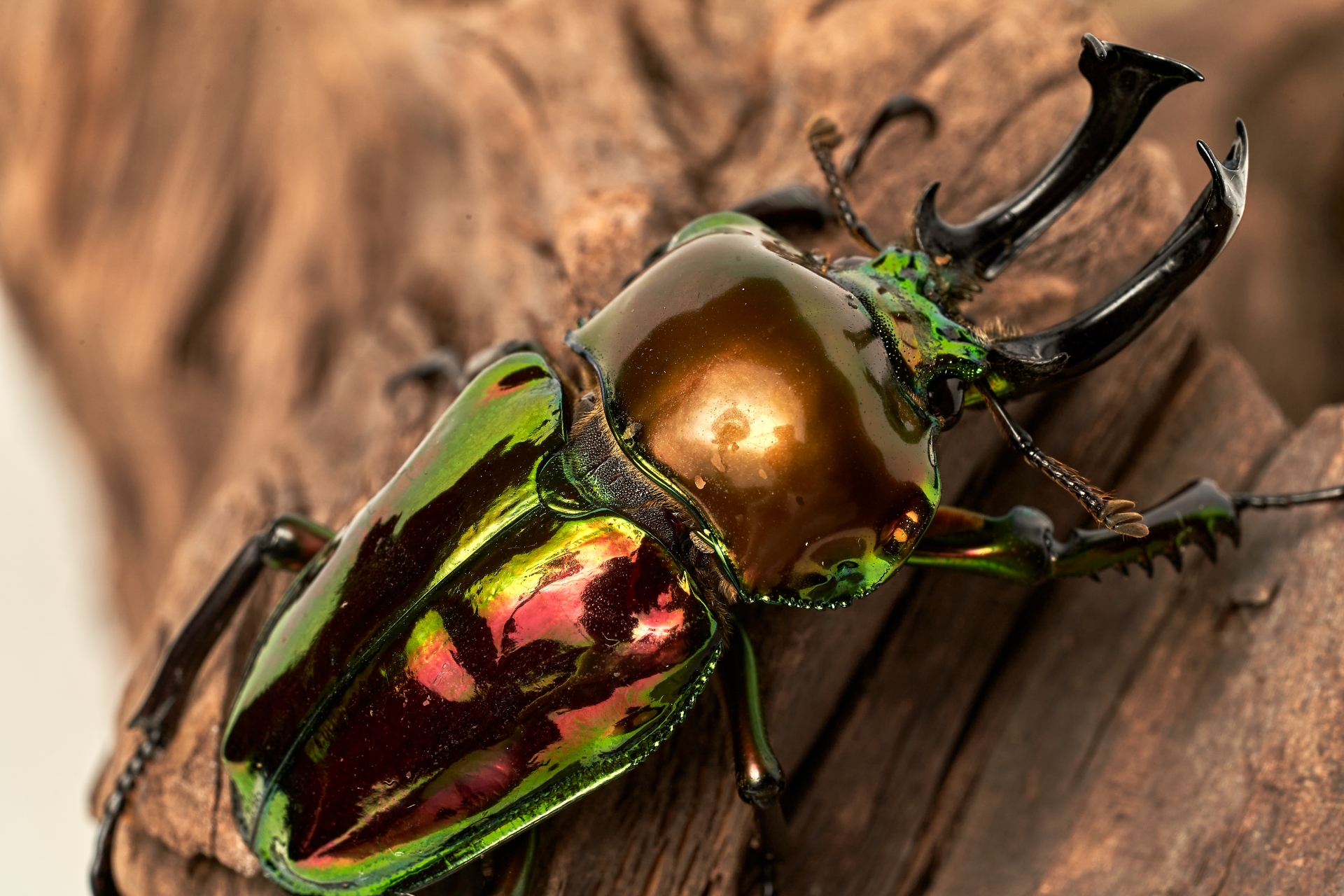 ニジイロクワガタ2