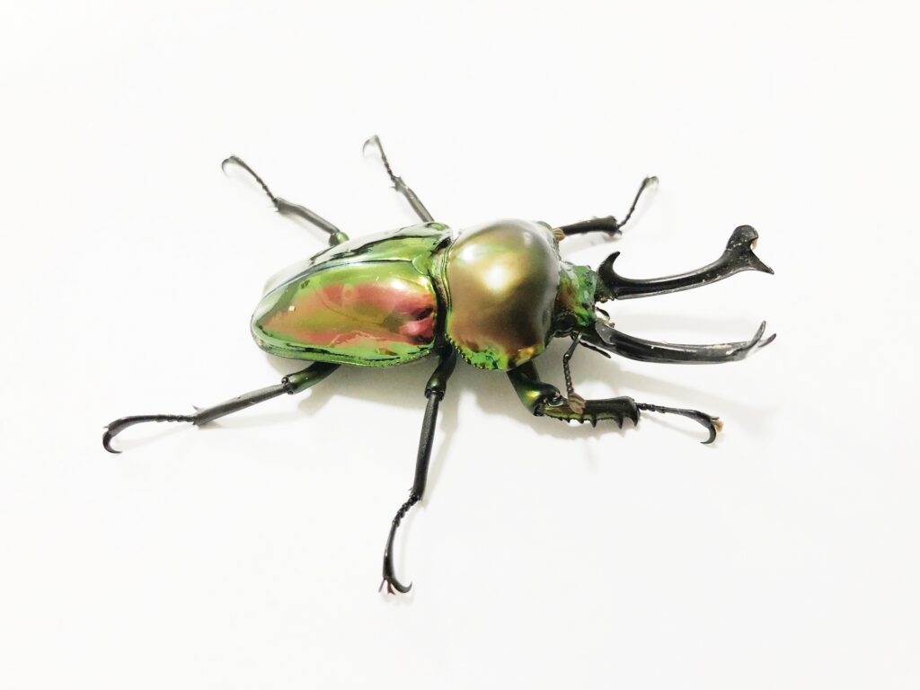 ニジイロクワガタ1