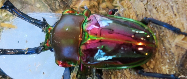 ニジイロクワガタ 赤